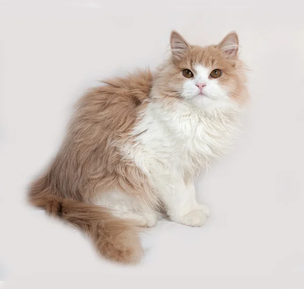 Fluffy red and white kitten sitting on gray — Stock Photo, Image