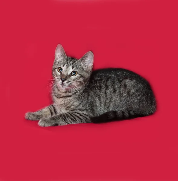 Striped en witte kitten liggend op rood — Stockfoto