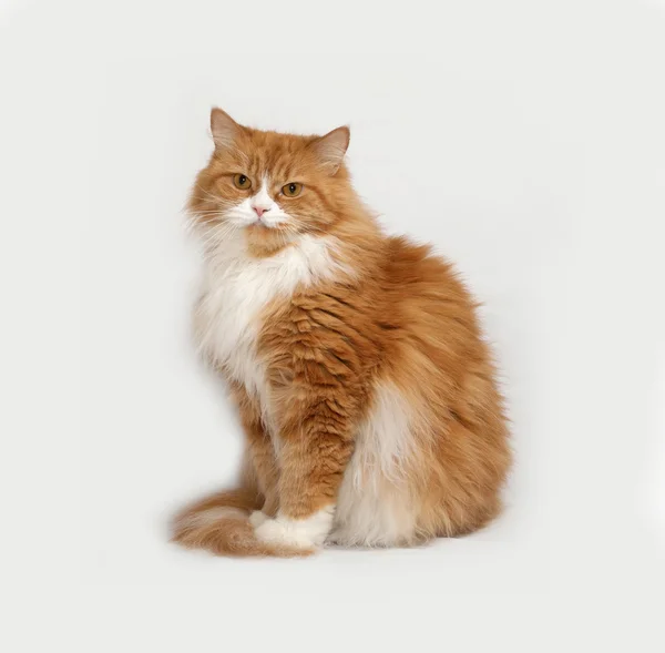 Gri üzerine oturan kabarık kırmızı ve beyaz kedi — Stok fotoğraf