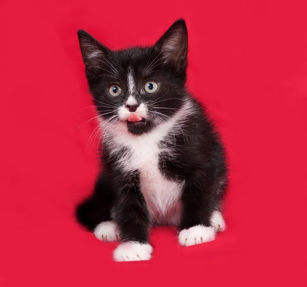 Zwart-wit kitten spelen op rood — Stockfoto