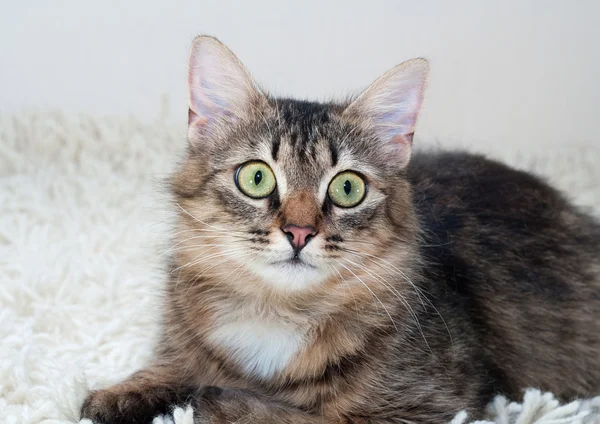 Fluffy gatto tabby sdraiato su tappeto di eco-pelliccia — Foto Stock