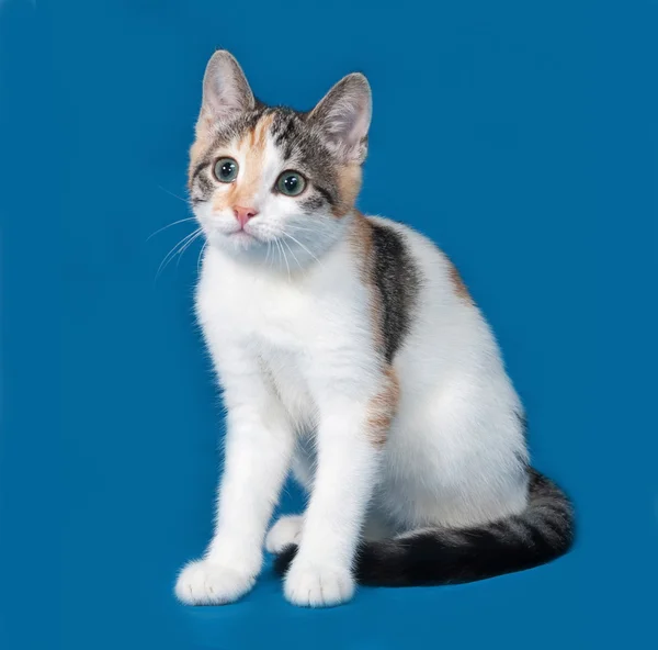 Gattino tricolore seduto sul blu — Foto Stock