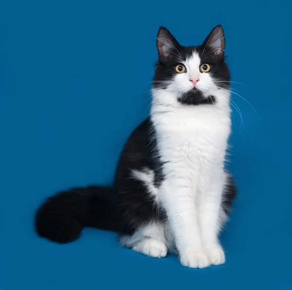 Pluizig zwart-witte kat, zittend op blauw — Stockfoto
