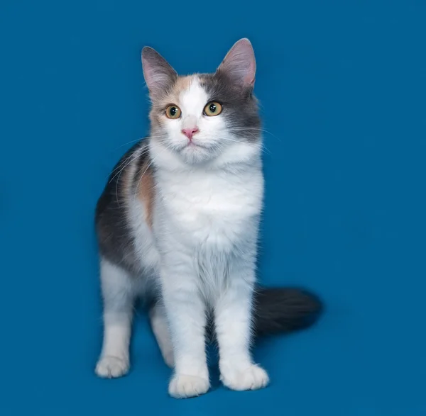 Üç renkli kabarık kedi ayakta mavi — Stok fotoğraf