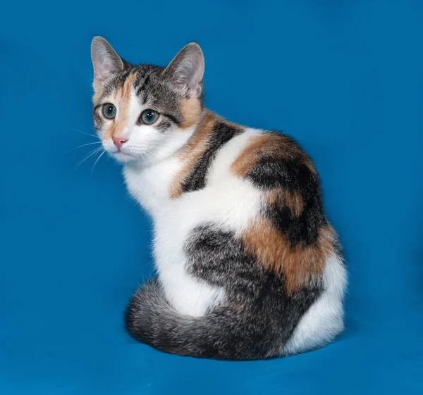 Tricolor kitten sitting on blue — Stock Photo, Image