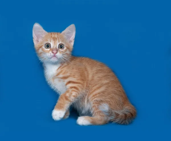 Röd och vit kattunge sitter på blå — Stockfoto