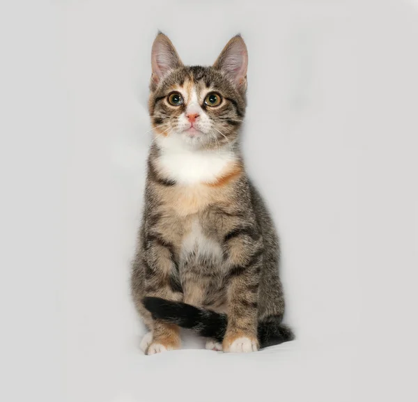 Tricolor kitten sitting on gray — Stock Photo, Image