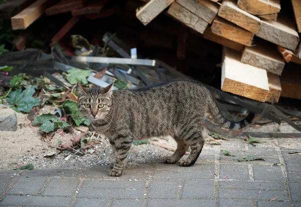 Gato callejero parado en el pavimento — Foto de Stock