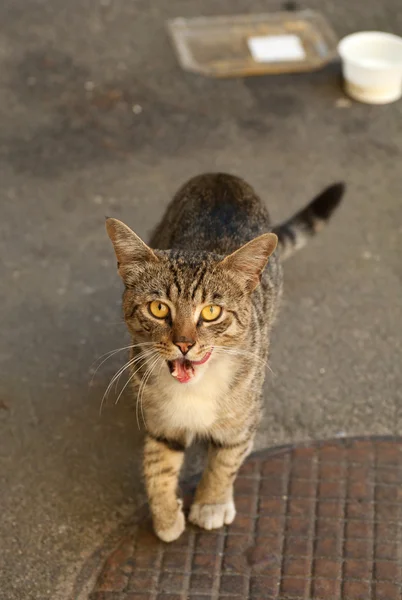 Gato callejero de pie sobre asfalto y pide comida — Foto de Stock