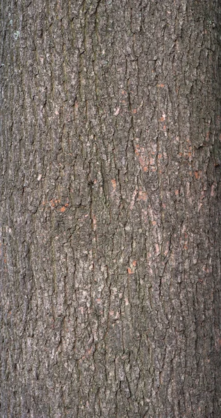 Textur der alten Baumrinde mit grünem Moos — Stockfoto