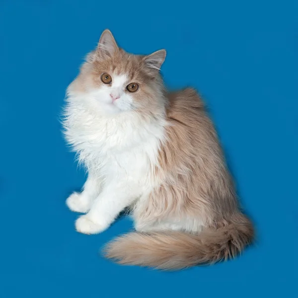 Пухнастий червоно-білий кошеня сидить на синьому — стокове фото