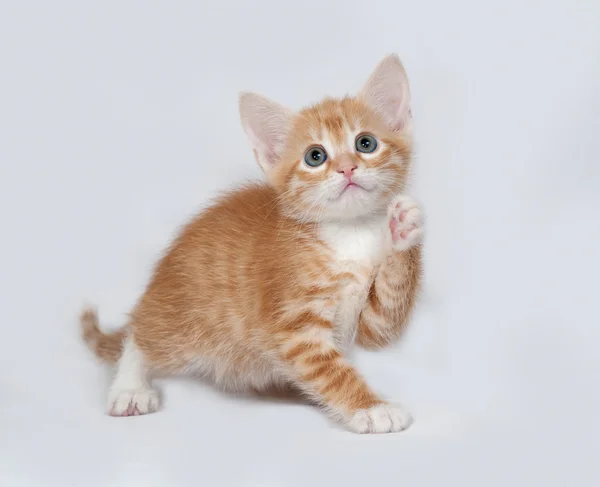 Red and white kitten playing on gray — Stock Photo, Image