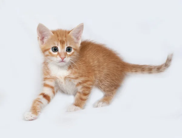 Rode en witte kitten gaande van grijs — Stockfoto