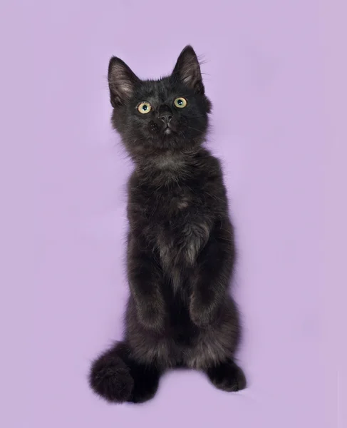 Black fluffy kitten sits on lilac — Stock Photo, Image