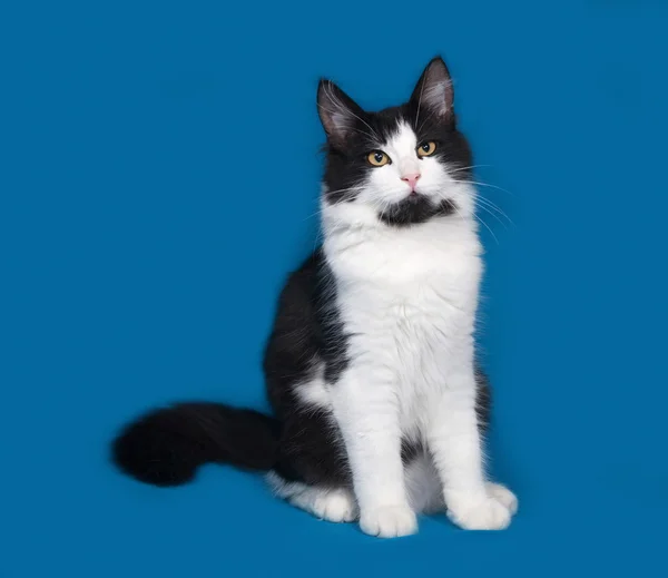 Пушистая черно-белая кошка, сидящая на голубом — стоковое фото