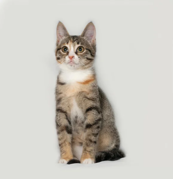 Трехцветный котенок, сидящий на скамье подсудимых — стоковое фото