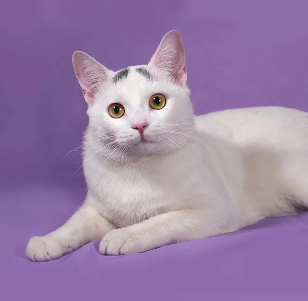 ライラックにある灰色の斑点の白猫 — ストック写真