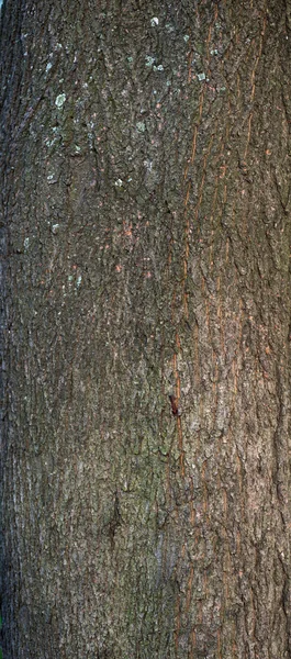 Texture d'écorce de vieil arbre avec mousse verte — Photo