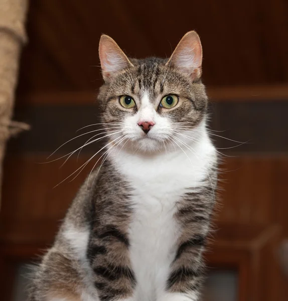 Gatos e gatos cinzentos para sentar no posto de coçar — Fotografia de Stock