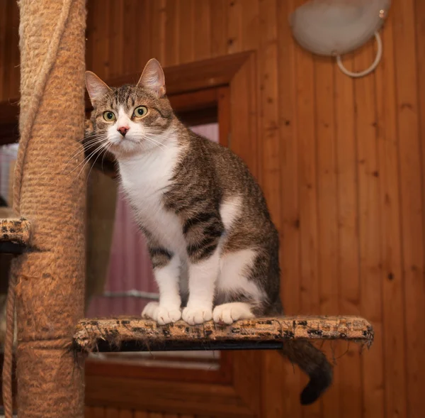 Grey tabby cat and kittens sitting on scratching post