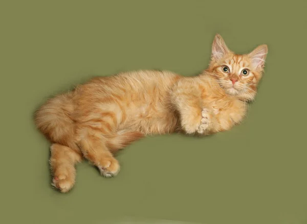 Червоний пухнастий кошеня лежить на зеленому — стокове фото
