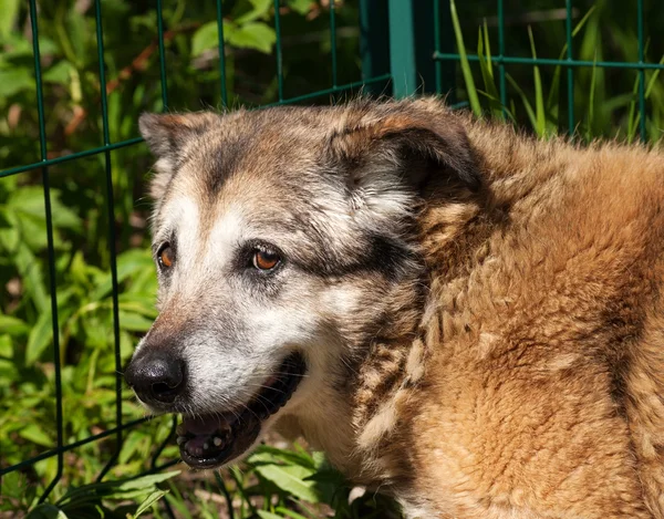 Viejo perro rojo acostado sobre hierba verde —  Fotos de Stock