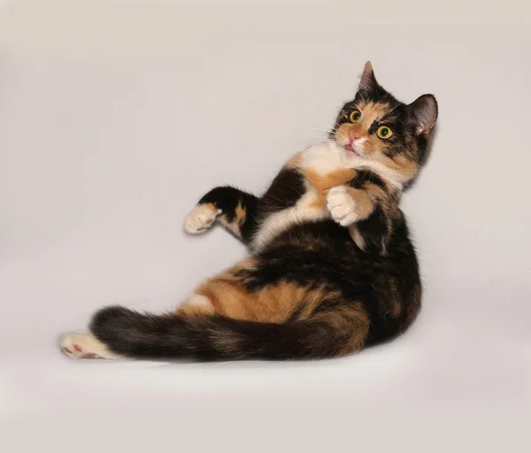Tricolor jonge kat ligt op grijs — Stockfoto