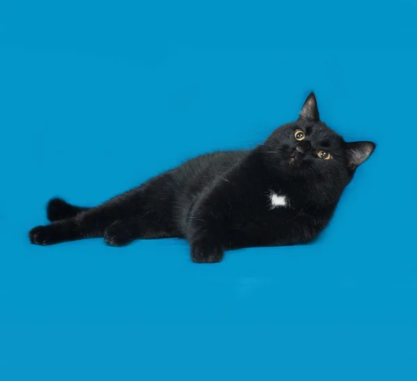 Siyah ve beyaz kedi mavi yalan — Stok fotoğraf