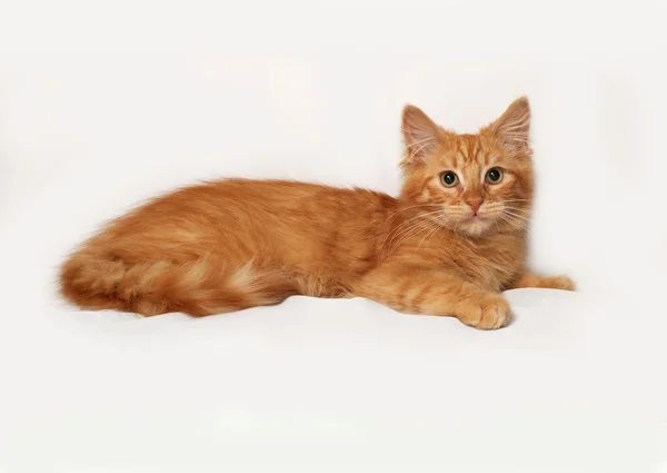 Красный пушистый котёнок лежит на сером — стоковое фото
