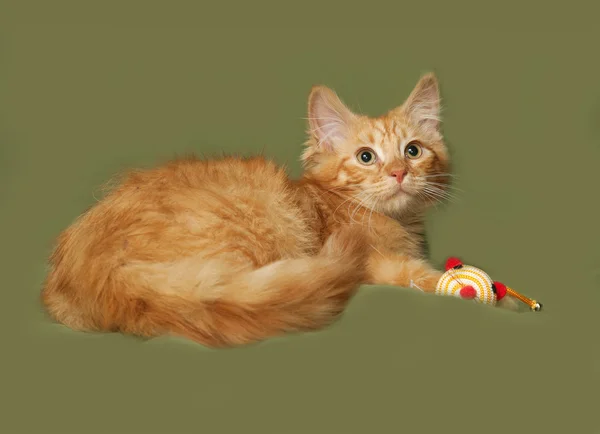 Red fluffy kitten lies on green — Stock Photo, Image