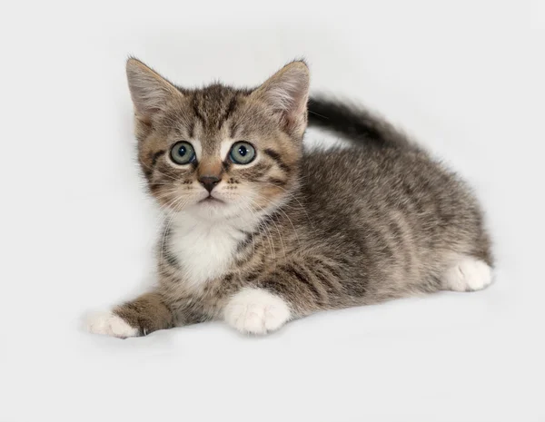 Striped en witte kitten ligt op grijs — Stockfoto