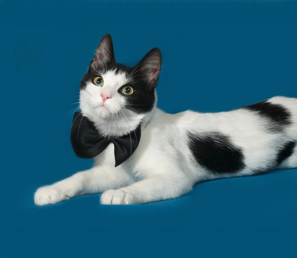 Biały i czarny kot leży na niebiesko — Zdjęcie stockowe