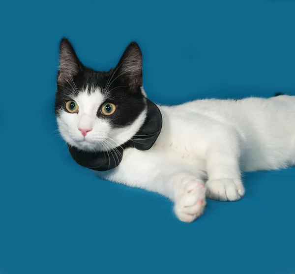 Biały i czarny kot leżący na niebiesko — Zdjęcie stockowe
