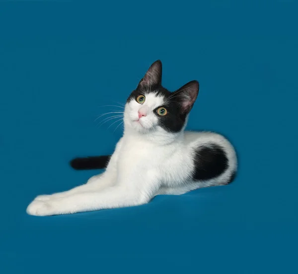 Biały i czarny kot leżący na niebieskim tle — Zdjęcie stockowe