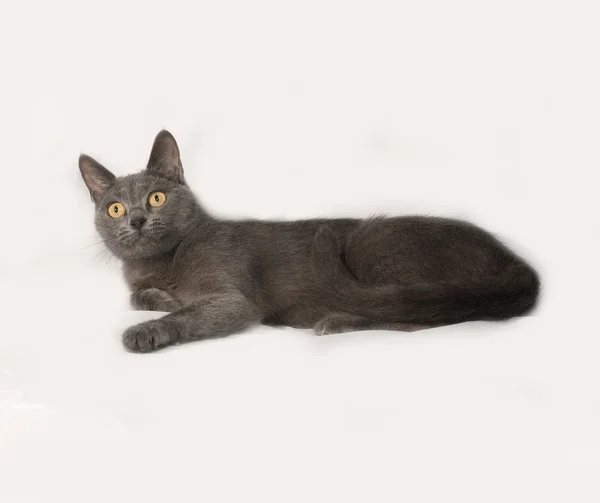 Russian blue cat lies on gray — Stock Photo, Image