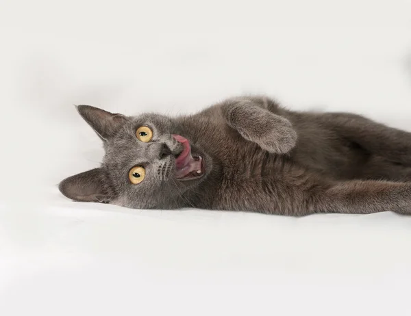 Russian blue cat lies on gray — Stock Photo, Image