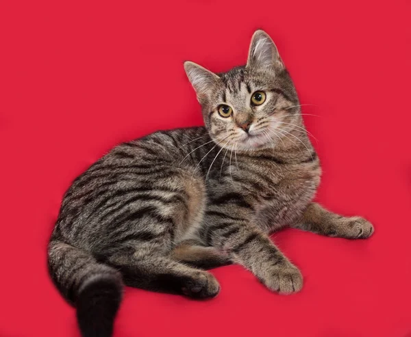 Полосатый кот лежит на красном — стоковое фото