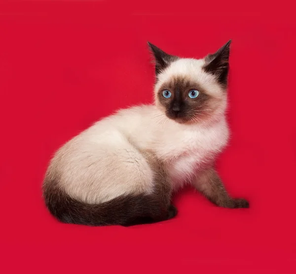 Thai kitten sitting on red — Stock Photo, Image