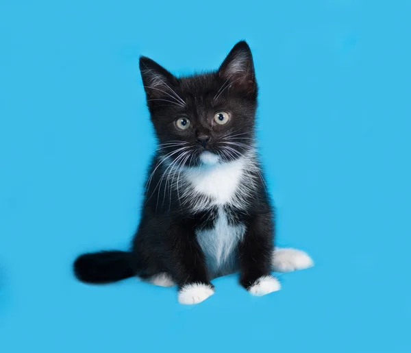 Mavi üzerinde oturan siyah ve beyaz yavru kedi — Stok fotoğraf