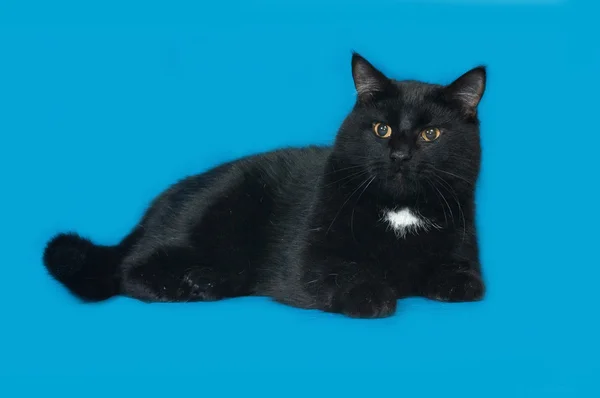 Black and white cat lying on blue — Stock Photo, Image