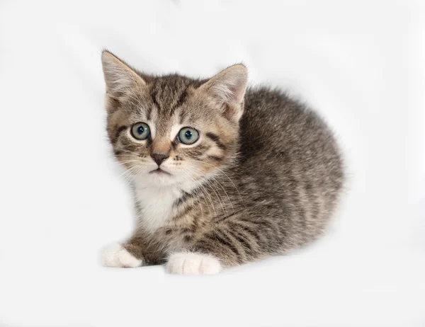 Striped en witte kitten ligt op grijs — Stockfoto