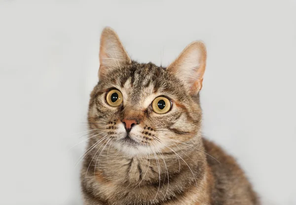 Striped and red cat sitting on gray — Stock Photo, Image