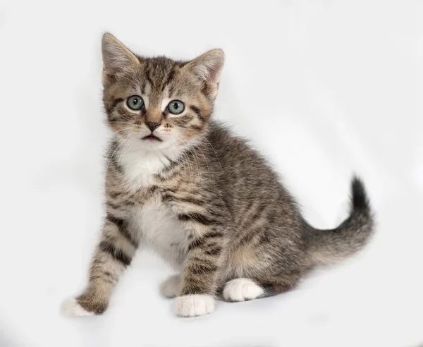 Gatito rayado y blanco sentado en gris —  Fotos de Stock