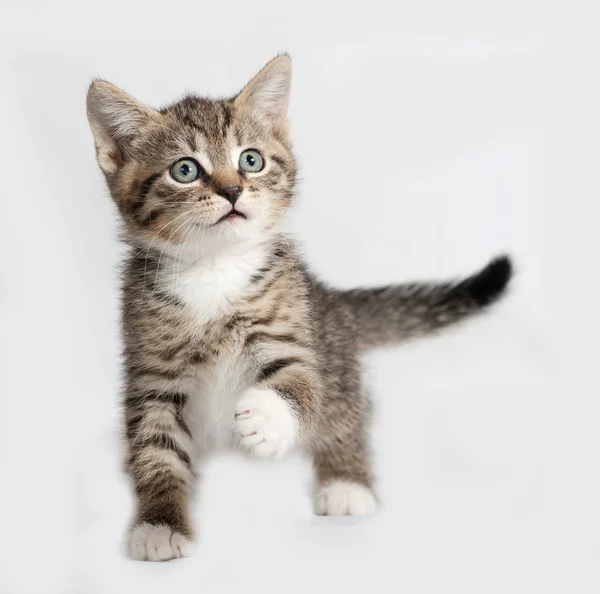 Gatito rayado y blanco de pie sobre gris — Foto de Stock