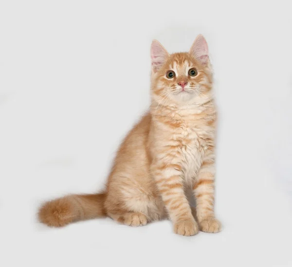 Gatinho fofo vermelho sentado no cinza — Fotografia de Stock