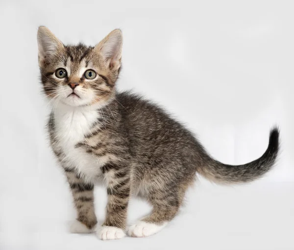 Striped and white kitten standing on gray — Stock Photo, Image