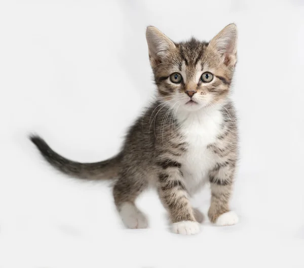 Striped and white kitten standing on gray — Stock Photo, Image