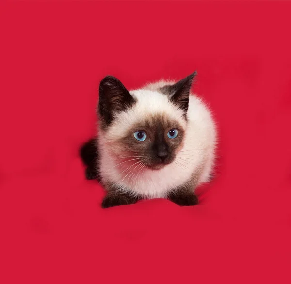 Thaï chaton mensonges sur rouge — Photo