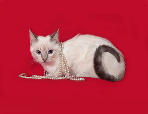 Тайська кошеня лежить на червоний — стокове фото