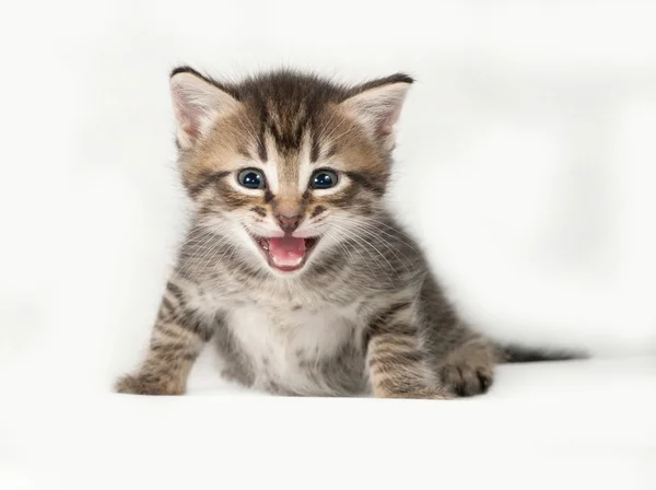 회색에 줄무늬와 흰색 고양이 — 스톡 사진